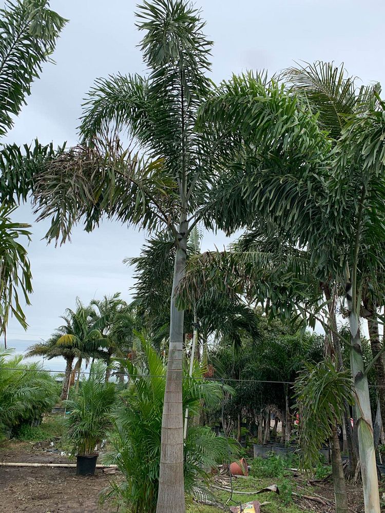 wodyetia-bifurcata-foxtail-palm