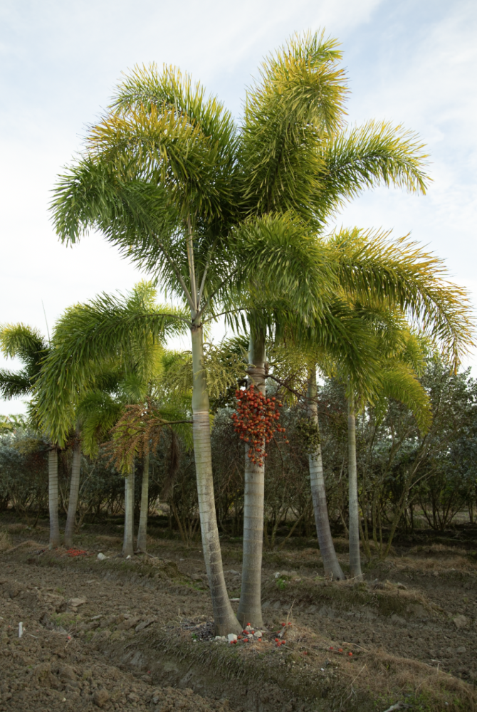 wodyetia-bifurcata-foxtail-palm