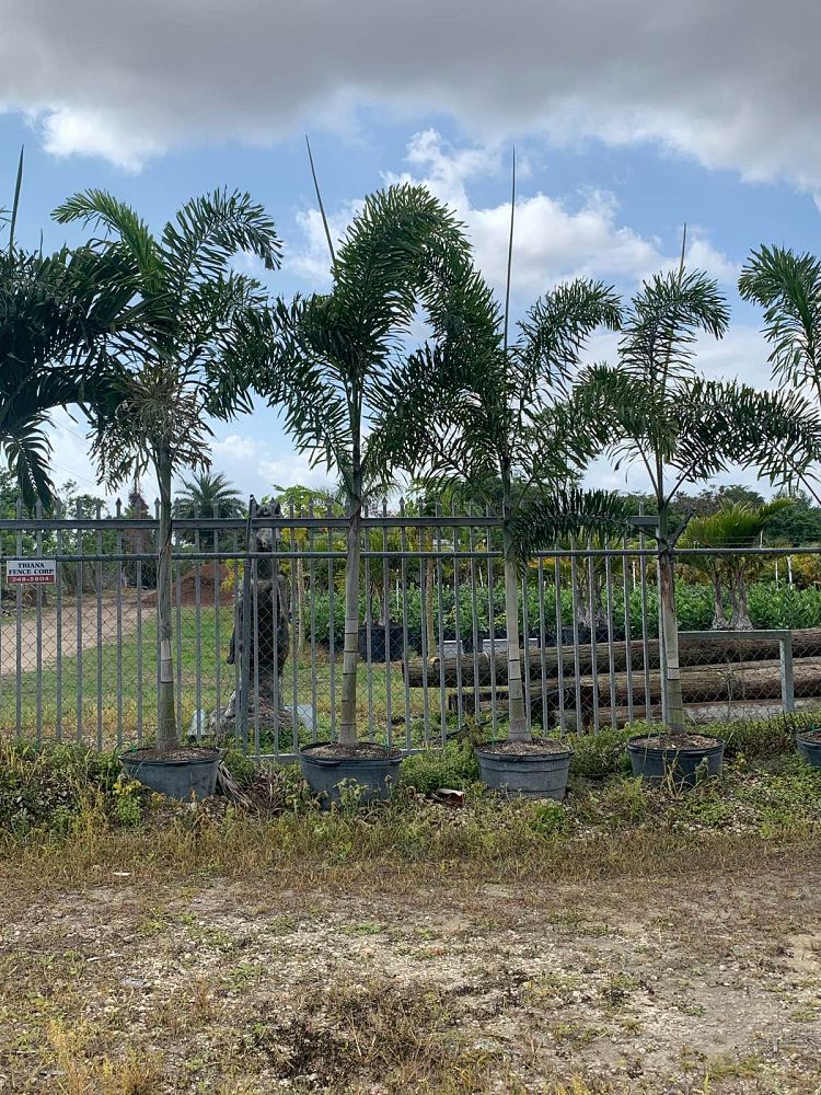 wodyetia-bifurcata-foxtail-palm