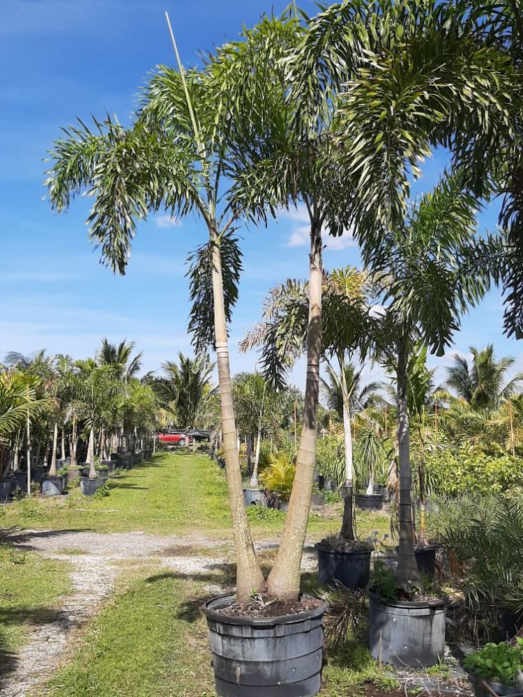 wodyetia-bifurcata-foxtail-palm