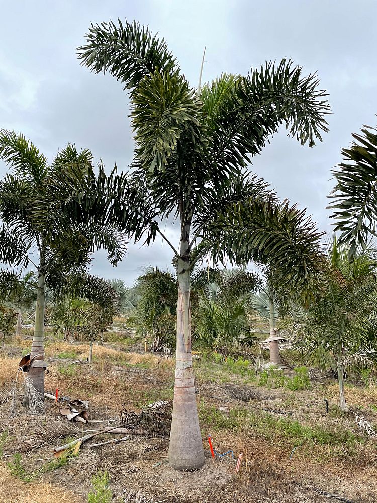 wodyetia-bifurcata-foxtail-palm