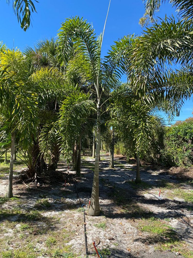 wodyetia-bifurcata-foxtail-palm
