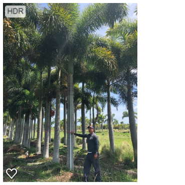 wodyetia-bifurcata-foxtail-palm