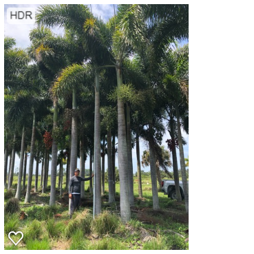 wodyetia-bifurcata-foxtail-palm
