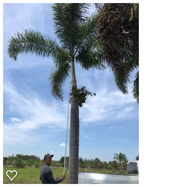 wodyetia-bifurcata-foxtail-palm