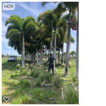 wodyetia-bifurcata-foxtail-palm