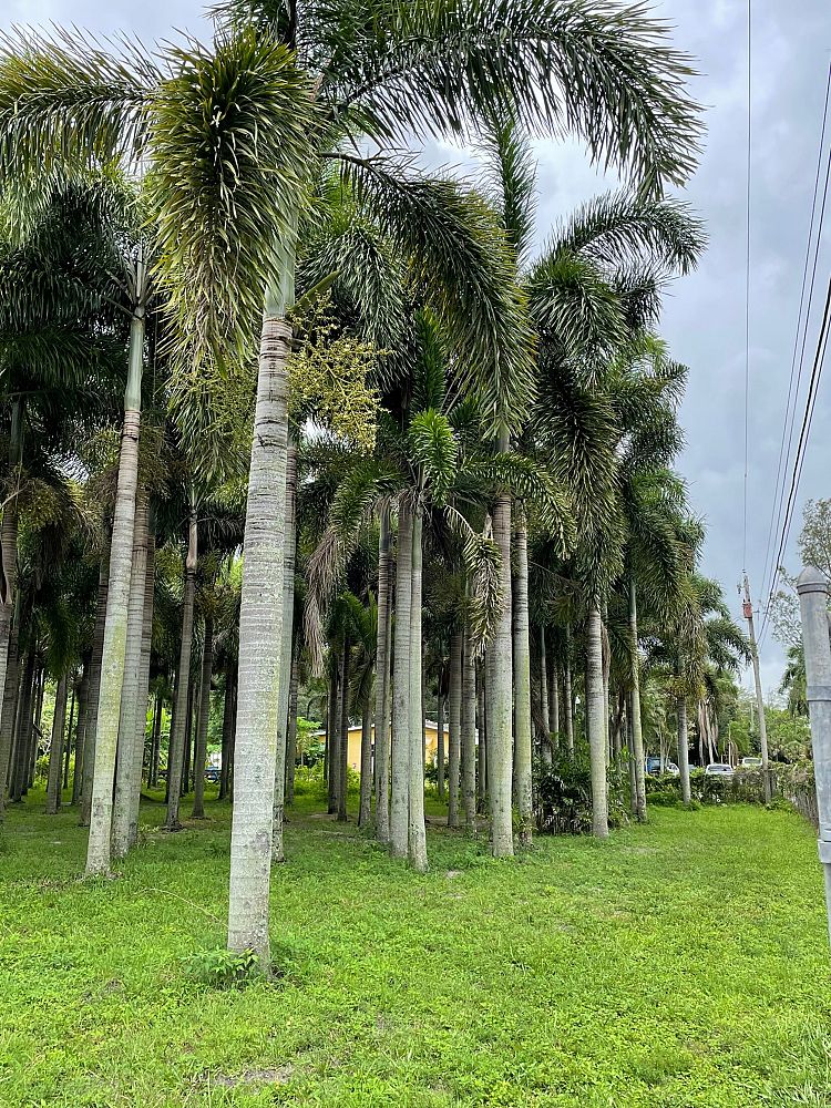wodyetia-bifurcata-foxtail-palm