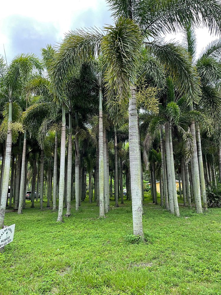 wodyetia-bifurcata-foxtail-palm