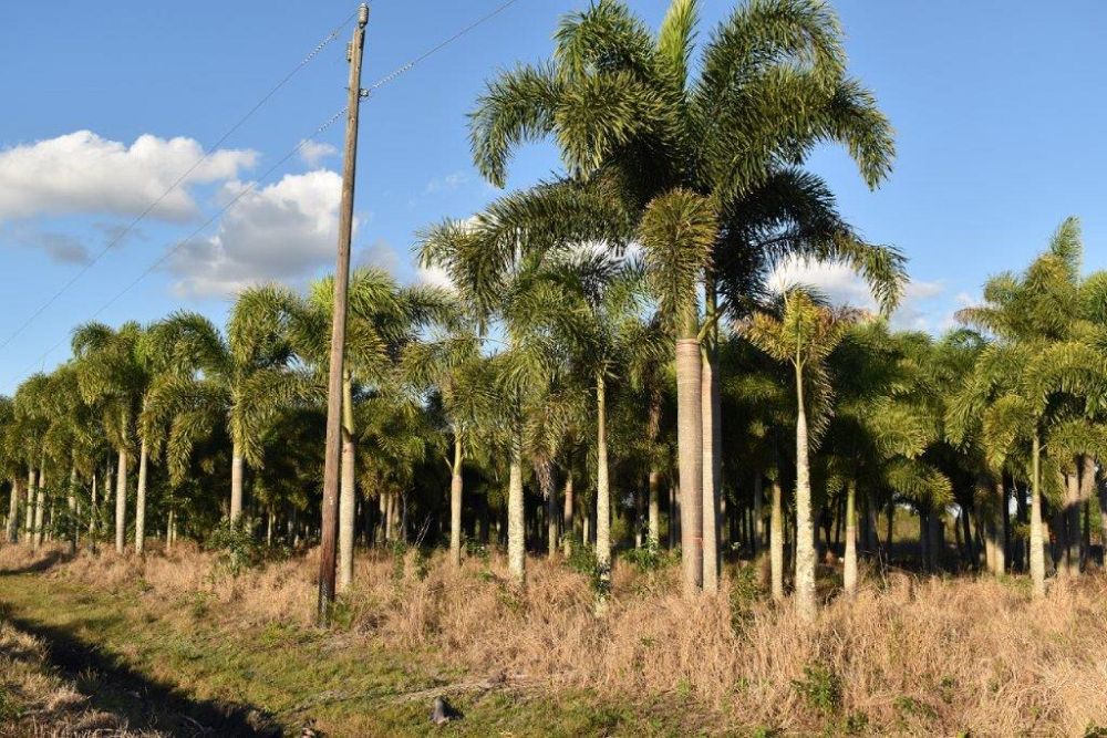 wodyetia-bifurcata-foxtail-palm