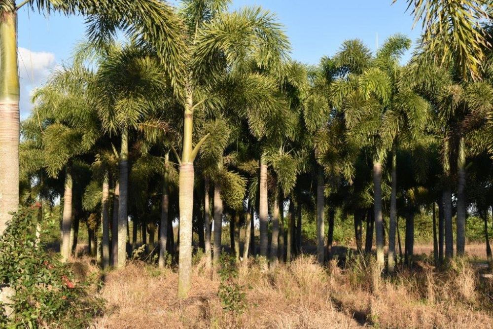 wodyetia-bifurcata-foxtail-palm