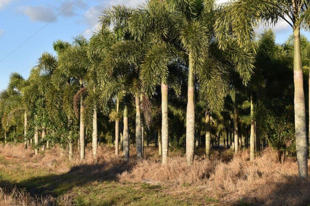 wodyetia-bifurcata-foxtail-palm
