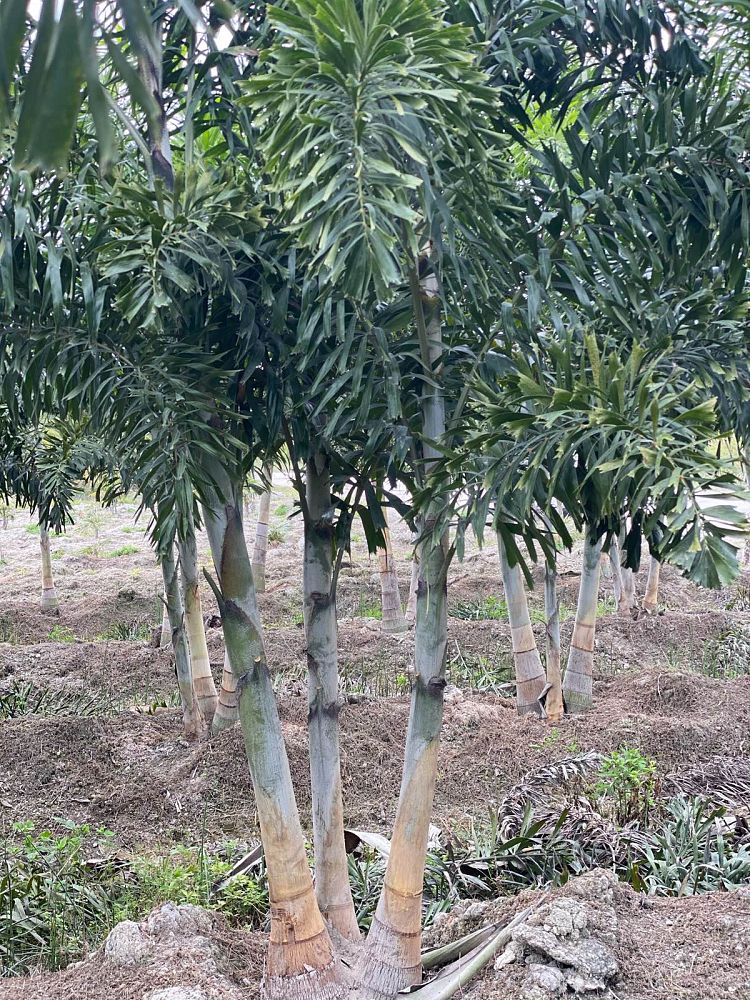 wodyetia-bifurcata-foxtail-palm