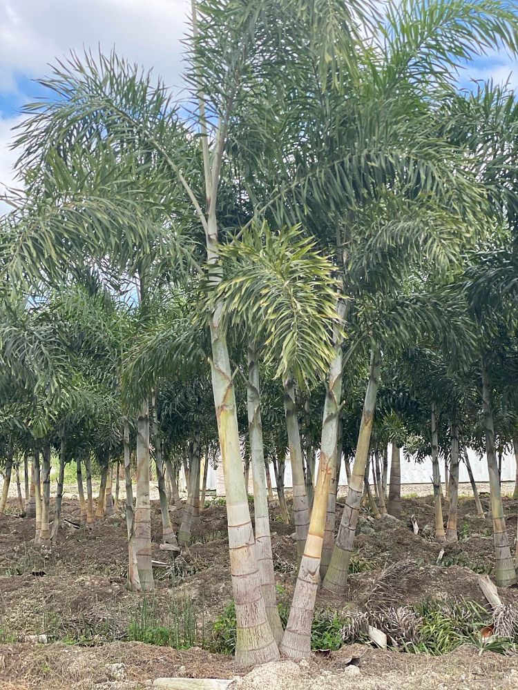 wodyetia-bifurcata-foxtail-palm