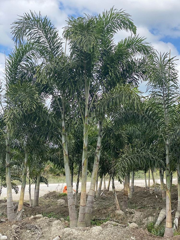 wodyetia-bifurcata-foxtail-palm