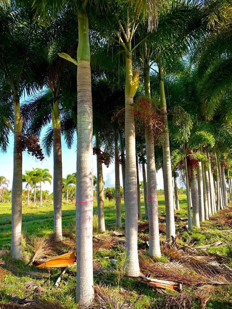 wodyetia-bifurcata-foxtail-palm
