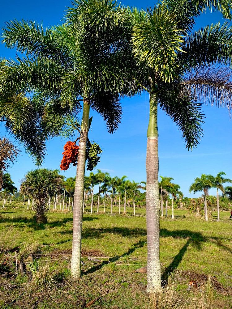 wodyetia-bifurcata-foxtail-palm
