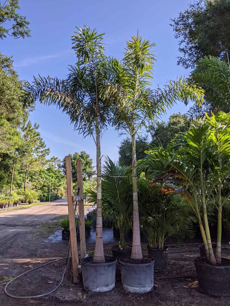 wodyetia-bifurcata-foxtail-palm