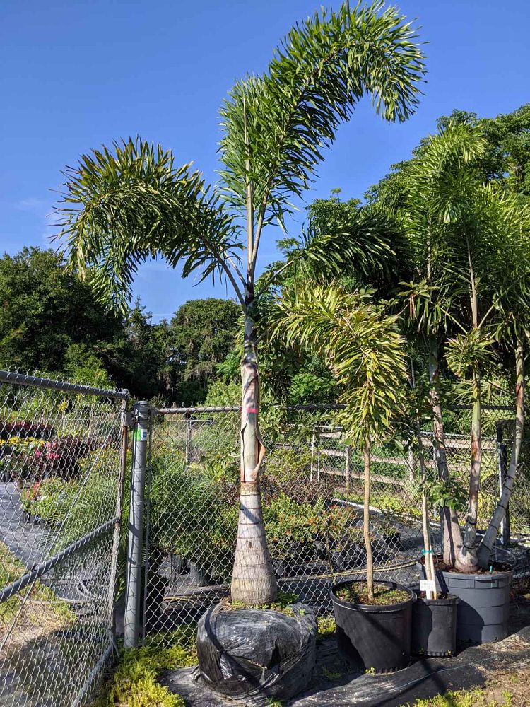 wodyetia-bifurcata-foxtail-palm