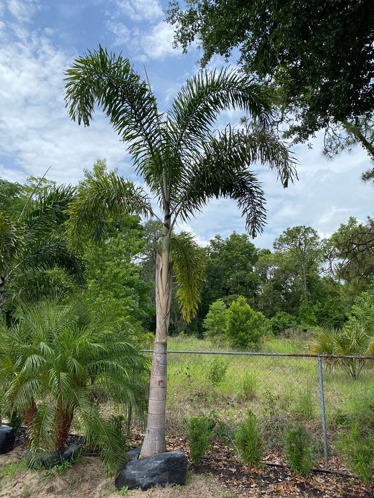 wodyetia-bifurcata-foxtail-palm
