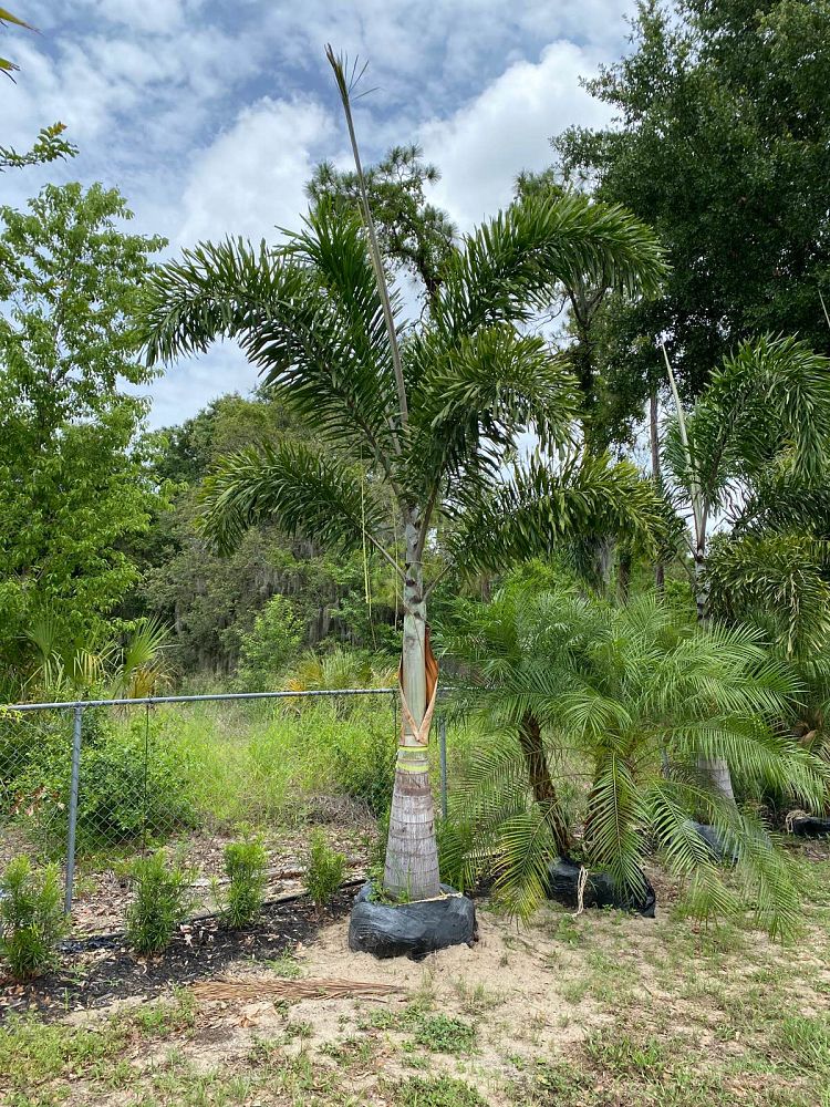 wodyetia-bifurcata-foxtail-palm