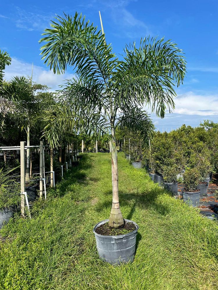wodyetia-bifurcata-foxtail-palm