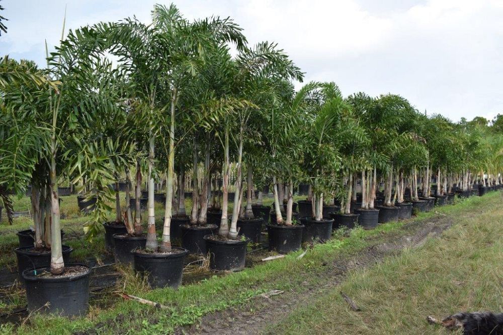 wodyetia-bifurcata-foxtail-palm