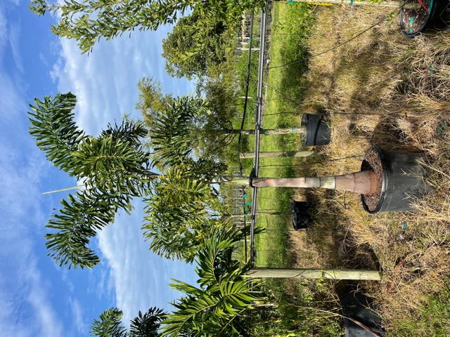 wodyetia-bifurcata-foxtail-palm