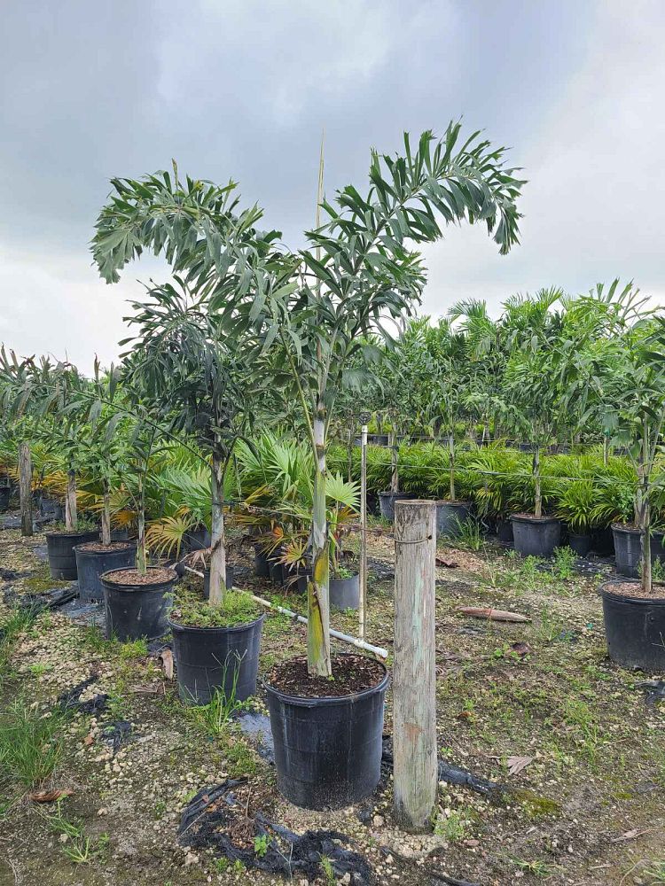 wodyetia-bifurcata-foxtail-palm