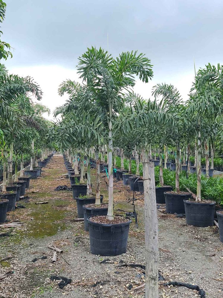 wodyetia-bifurcata-foxtail-palm