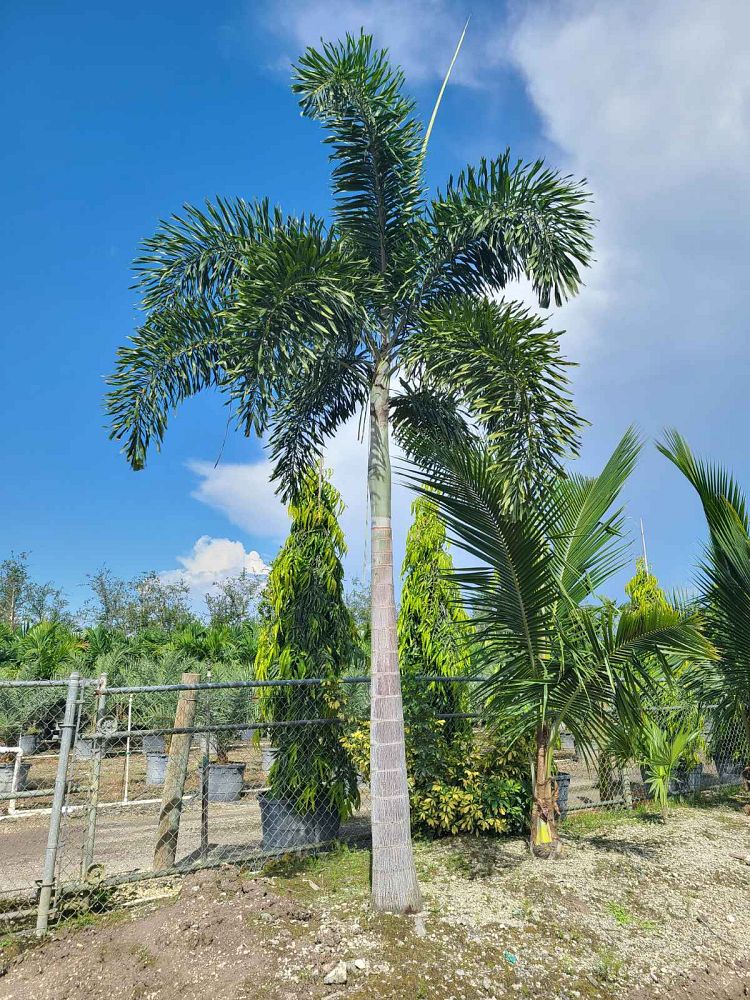wodyetia-bifurcata-foxtail-palm