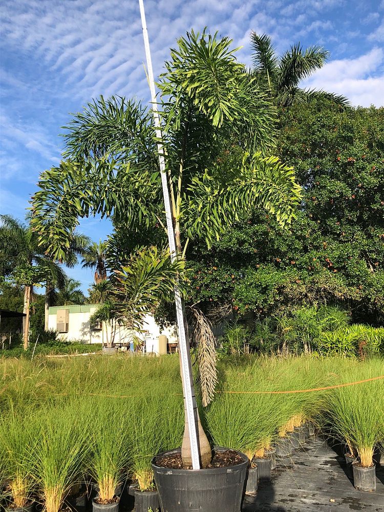 wodyetia-bifurcata-foxtail-palm