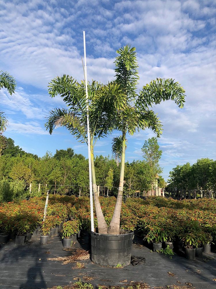 wodyetia-bifurcata-foxtail-palm
