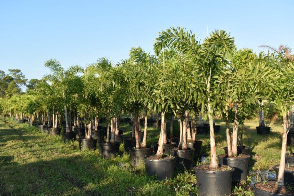 wodyetia-bifurcata-foxtail-palm