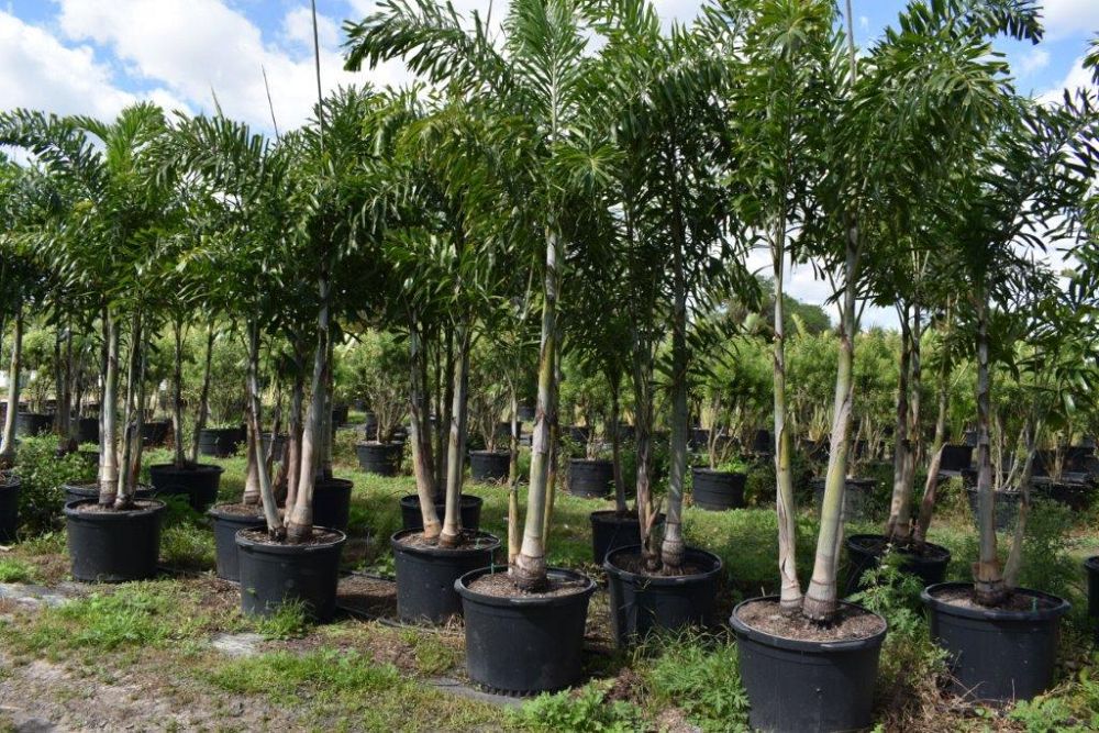 wodyetia-bifurcata-foxtail-palm
