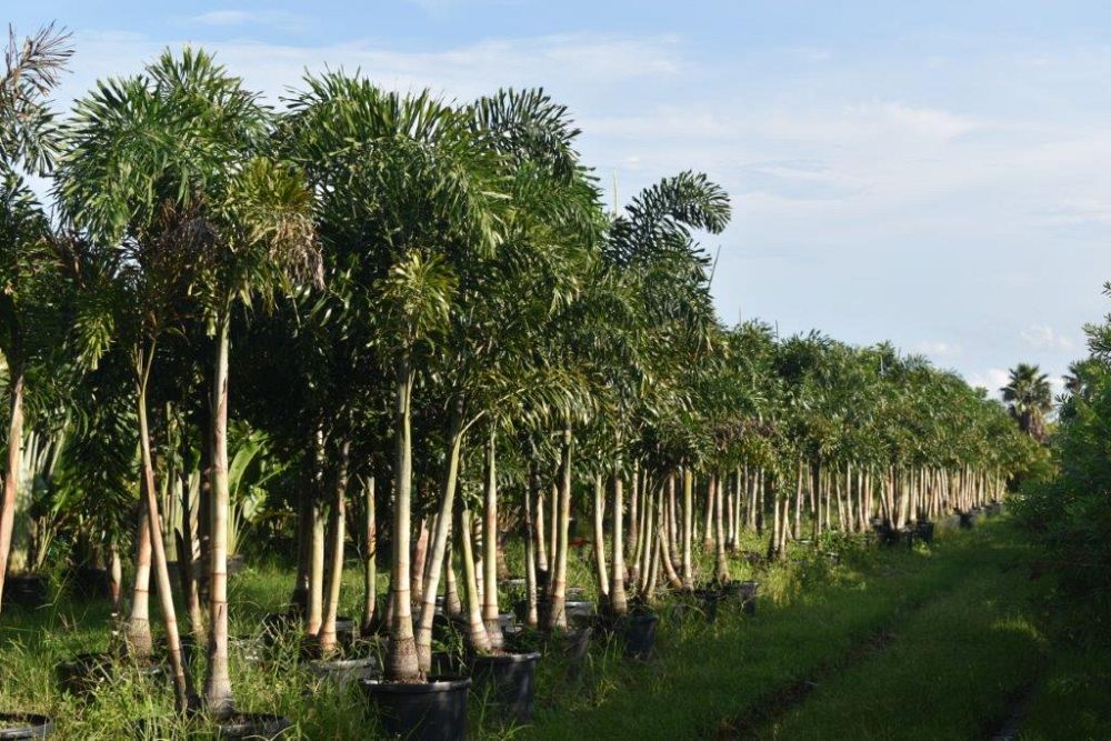 wodyetia-bifurcata-foxtail-palm