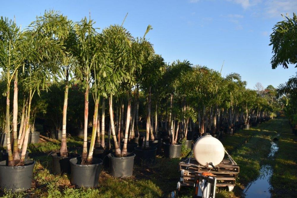 wodyetia-bifurcata-foxtail-palm