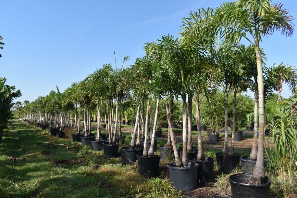 wodyetia-bifurcata-foxtail-palm