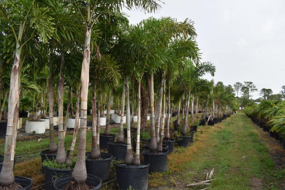 wodyetia-bifurcata-foxtail-palm