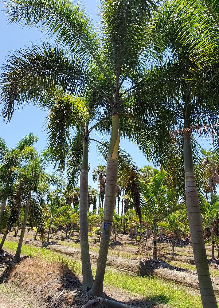 wodyetia-bifurcata-foxtail-palm