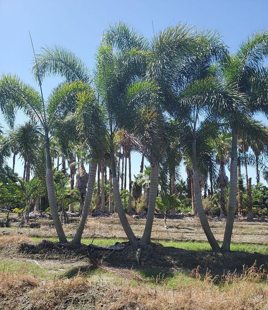 wodyetia-bifurcata-foxtail-palm