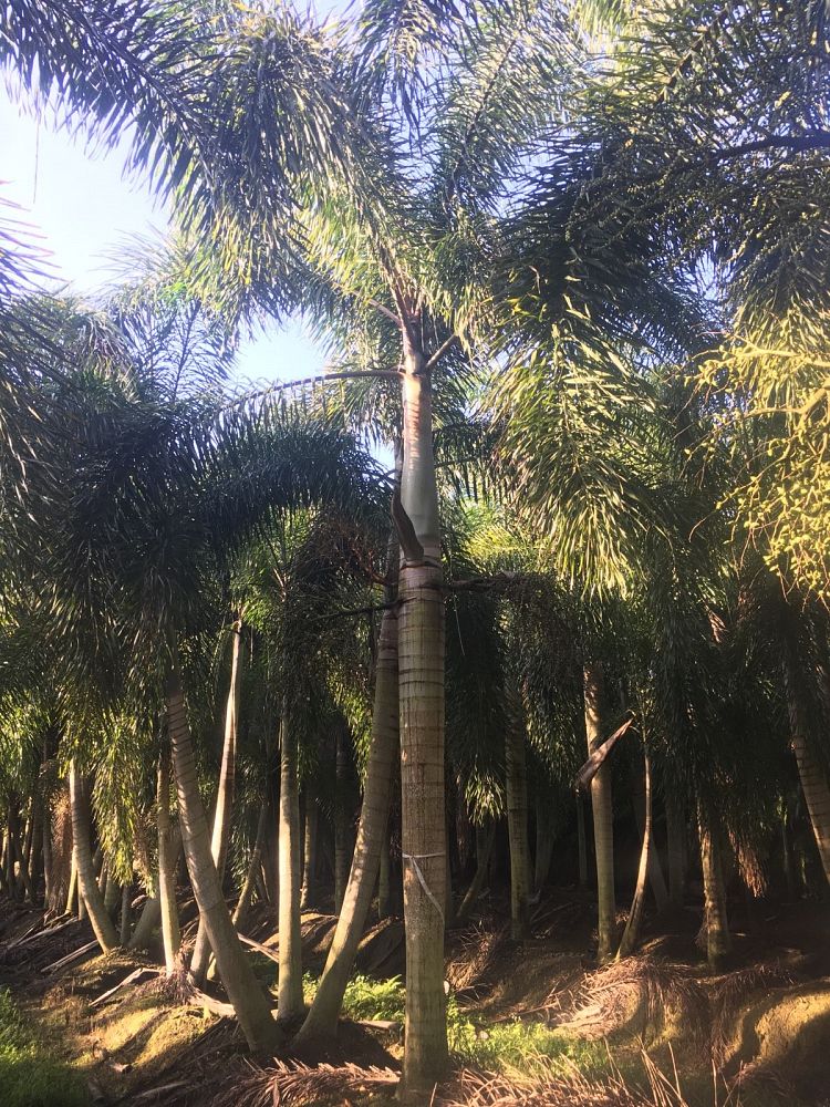 wodyetia-bifurcata-foxtail-palm