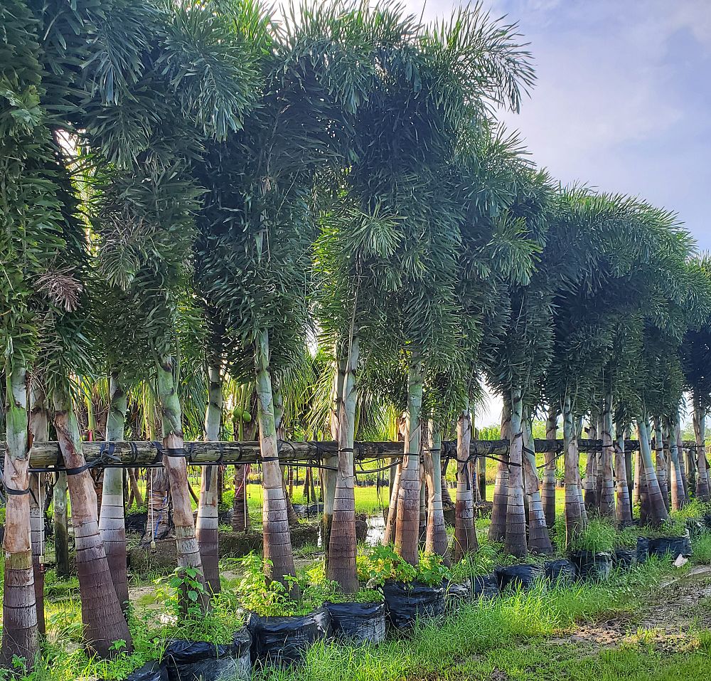 wodyetia-bifurcata-foxtail-palm