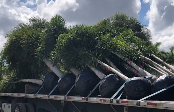 wodyetia-bifurcata-foxtail-palm