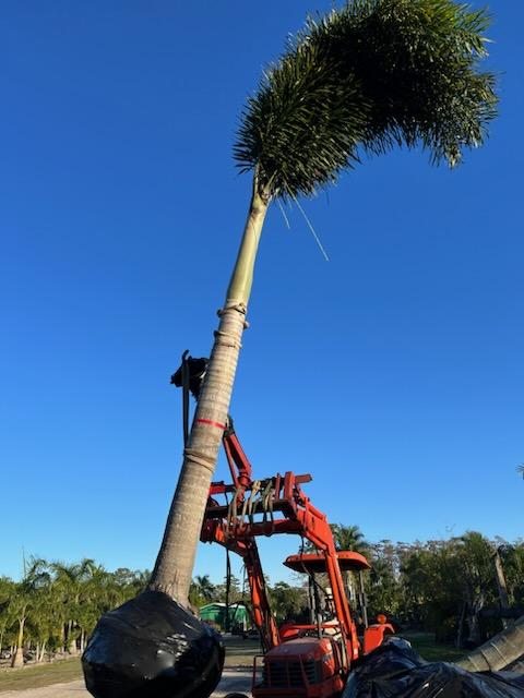 wodyetia-bifurcata-foxtail-palm