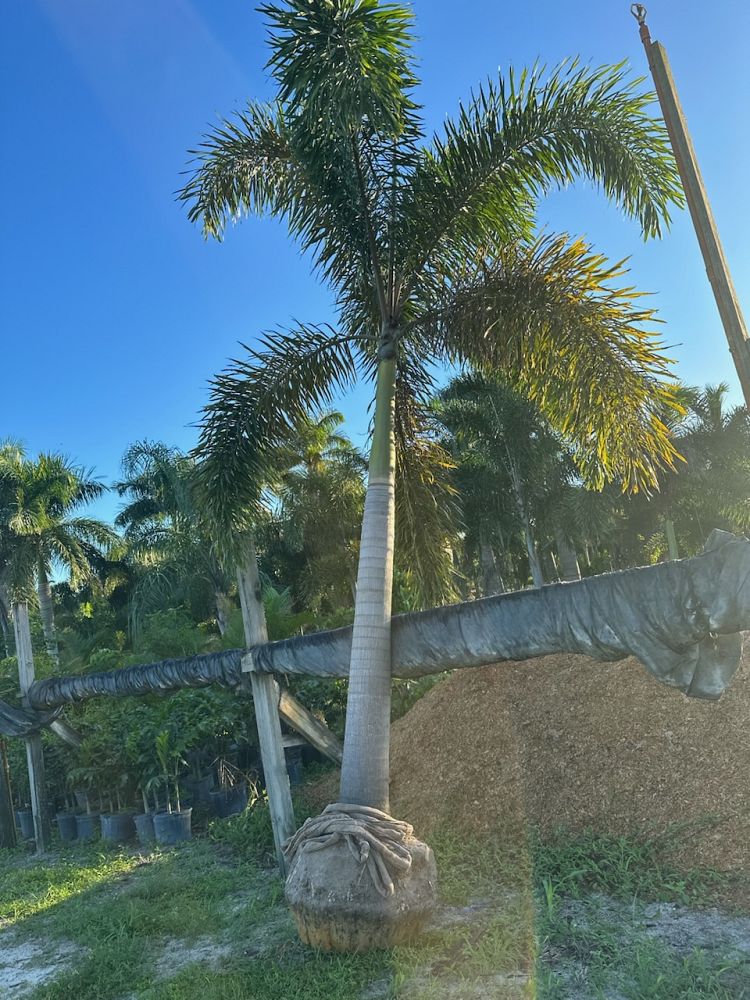 wodyetia-bifurcata-foxtail-palm