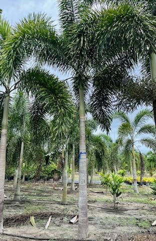 wodyetia-bifurcata-foxtail-palm