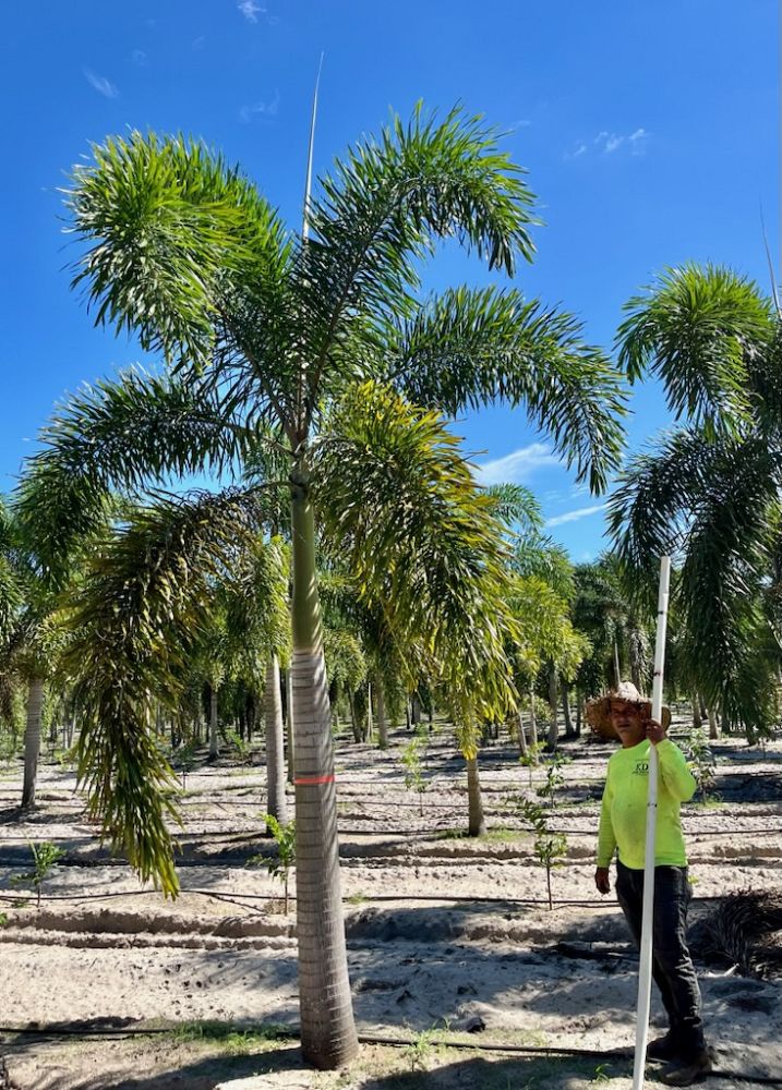 wodyetia-bifurcata-foxtail-palm