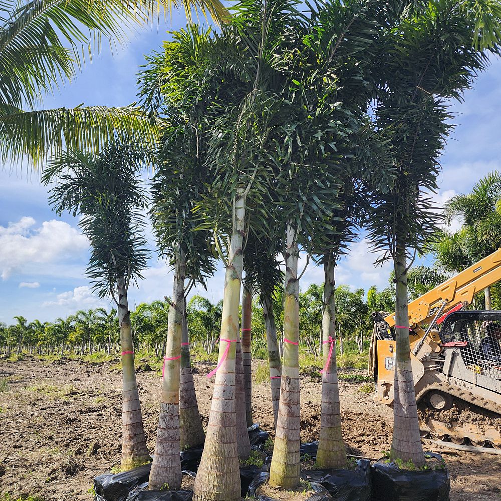 wodyetia-bifurcata-foxtail-palm