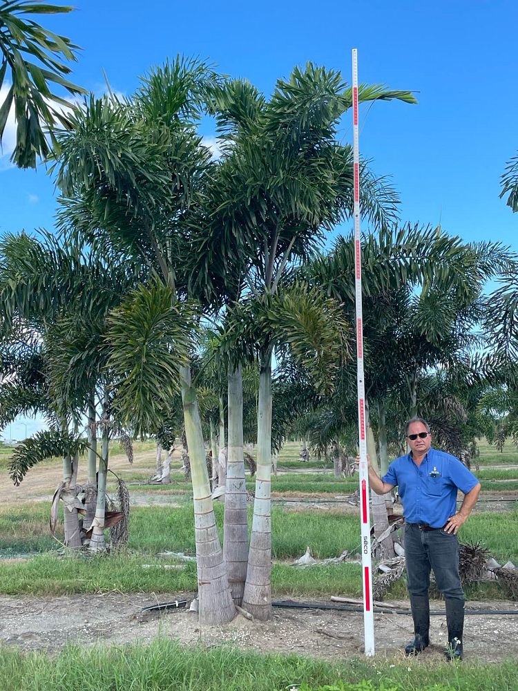 wodyetia-bifurcata-foxtail-palm
