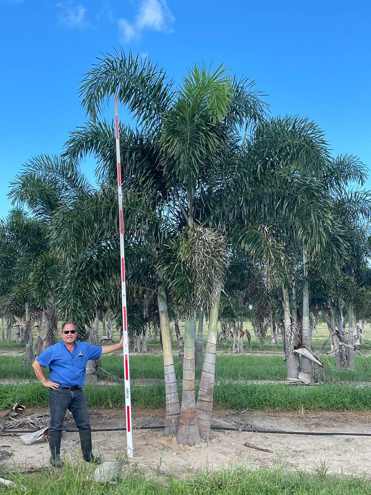 wodyetia-bifurcata-foxtail-palm
